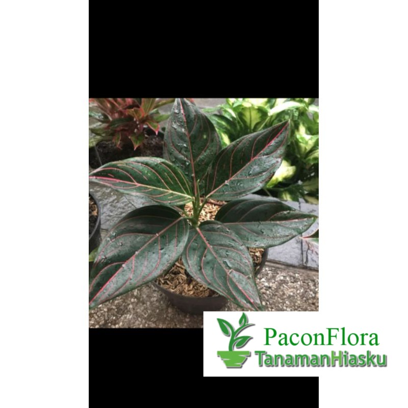 Tanaman hias Agalonema rotundum aceh hijau / aglonema rotundum aceh