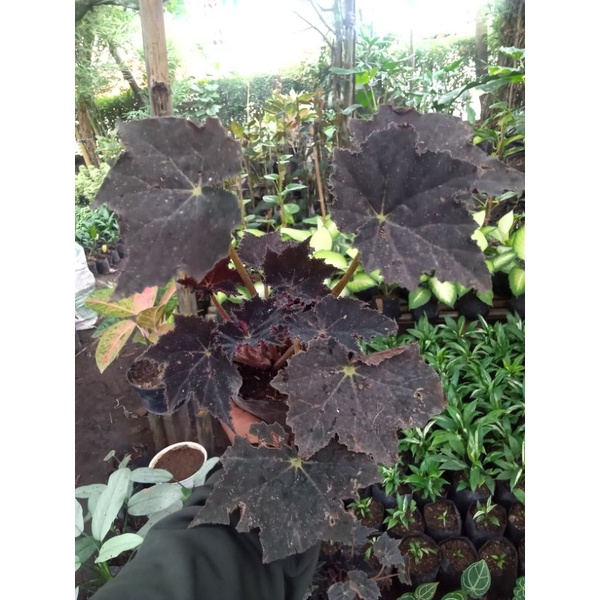Begonia Black Keong