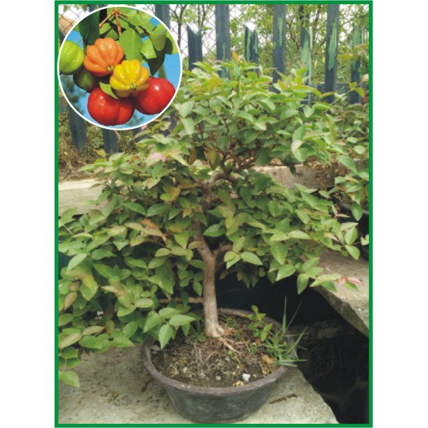  Bonsai  Dewandaru Shopee Indonesia