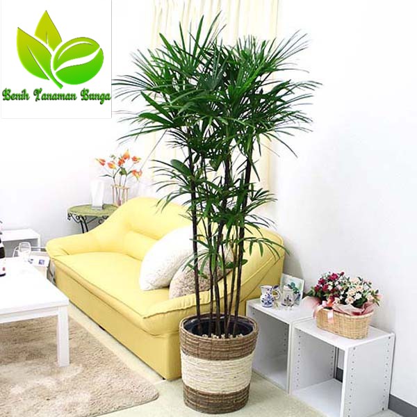 Pohon Palem Untuk Di dalam Ruangan LADY PALM Kuat Awet Dan Pohon Palem Untuk Di dalam Ruangan LADY PALM Kuat Awet Dan