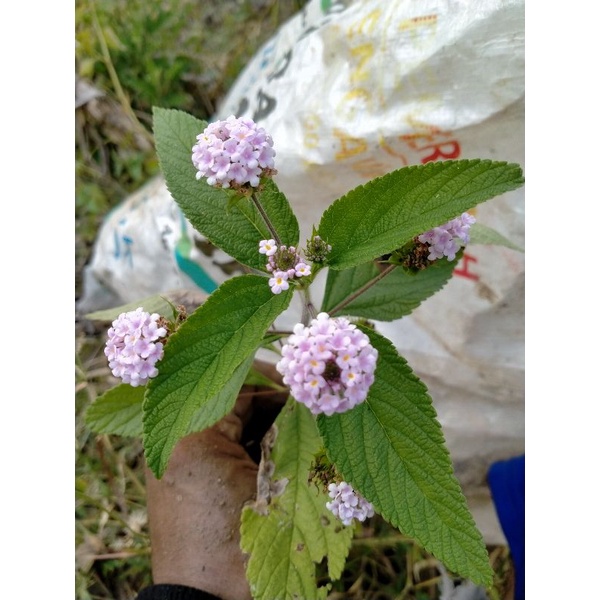 BIBIT UNGGUL F1 LANTANA UNGU MIKRO ORI TRIFOLIA DARI BIJI