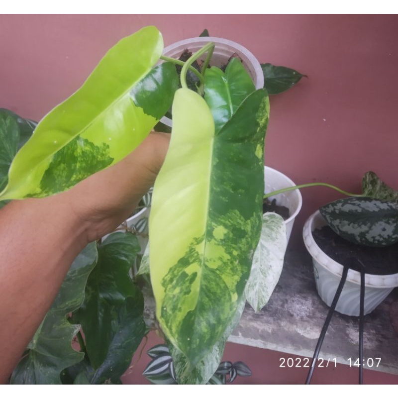 philodendron burle marx varigata/ brekele varigata/ burle Mars varigata