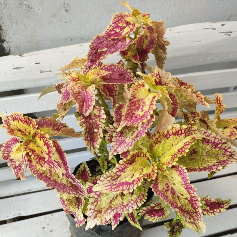 Miana Premium Kuning Merah Muda