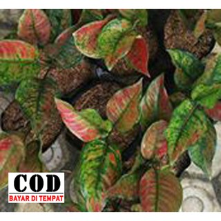 Aglaonema aglonema  red anjamani Shopee Indonesia