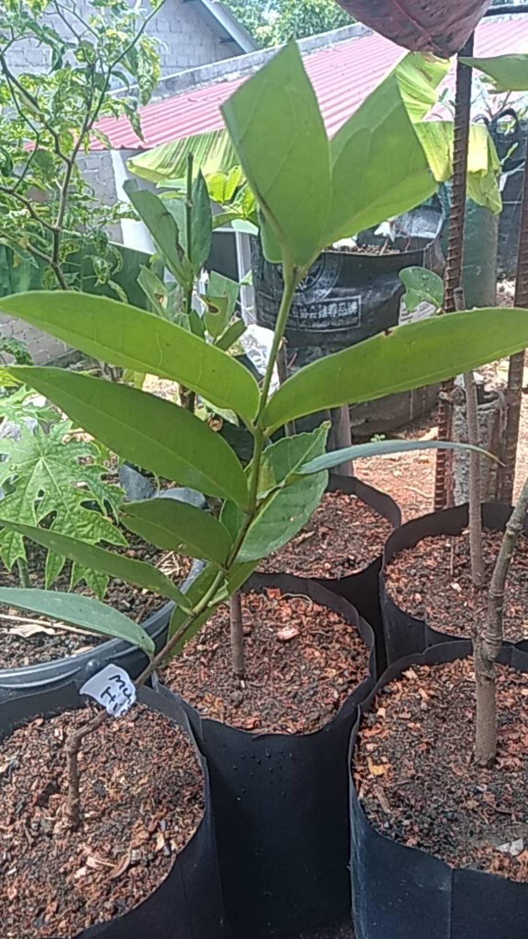 Bibit Jambu Air Madu Deli Merah<br />aneka Bibit Unggul