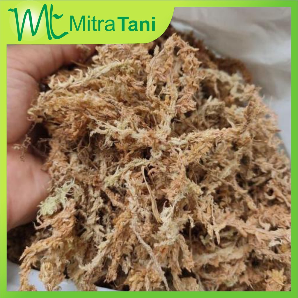 Jual Media tanam Sphagnum Moss Chile 100 gram Indonesia