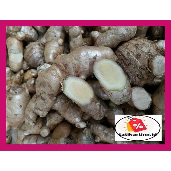 

4Et7Eu6- Kunyit / Temu Putih Segar 1Kg Curcuma Zedoaria Herbal Kanker Y8Ytyu-