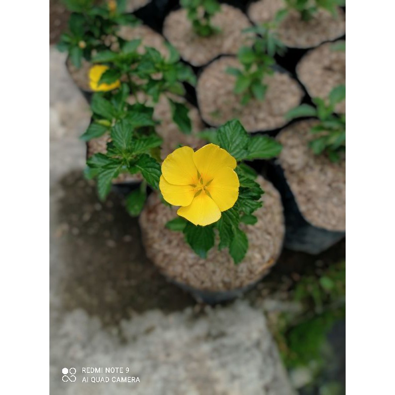 tanaman hias yolanda kuning