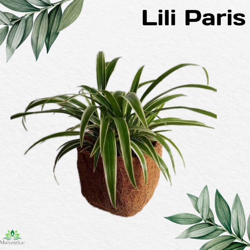 Tanaman Hias Hidup Lili Paris - Tanaman Bulu Ayam - Daun Spider Plant taman