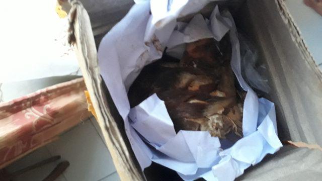 Manbar - Bibit Honje Merah Atau Honje Laka