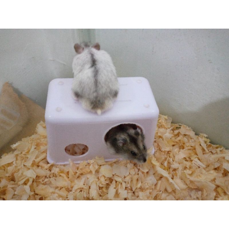 Hamster winter white surabaya
