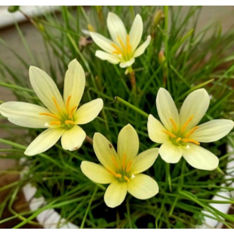 tanaman rain lily yelow umbi rain lili citrina lily hujan kuning