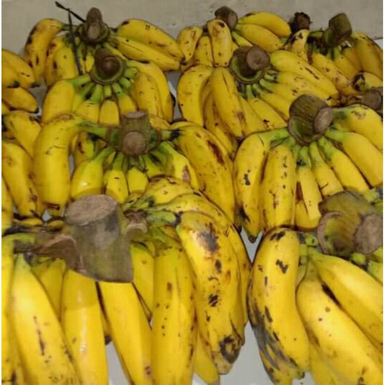 

Pisang Uli Asli Bogor Satu Sisir 1 - 1,5 Kg