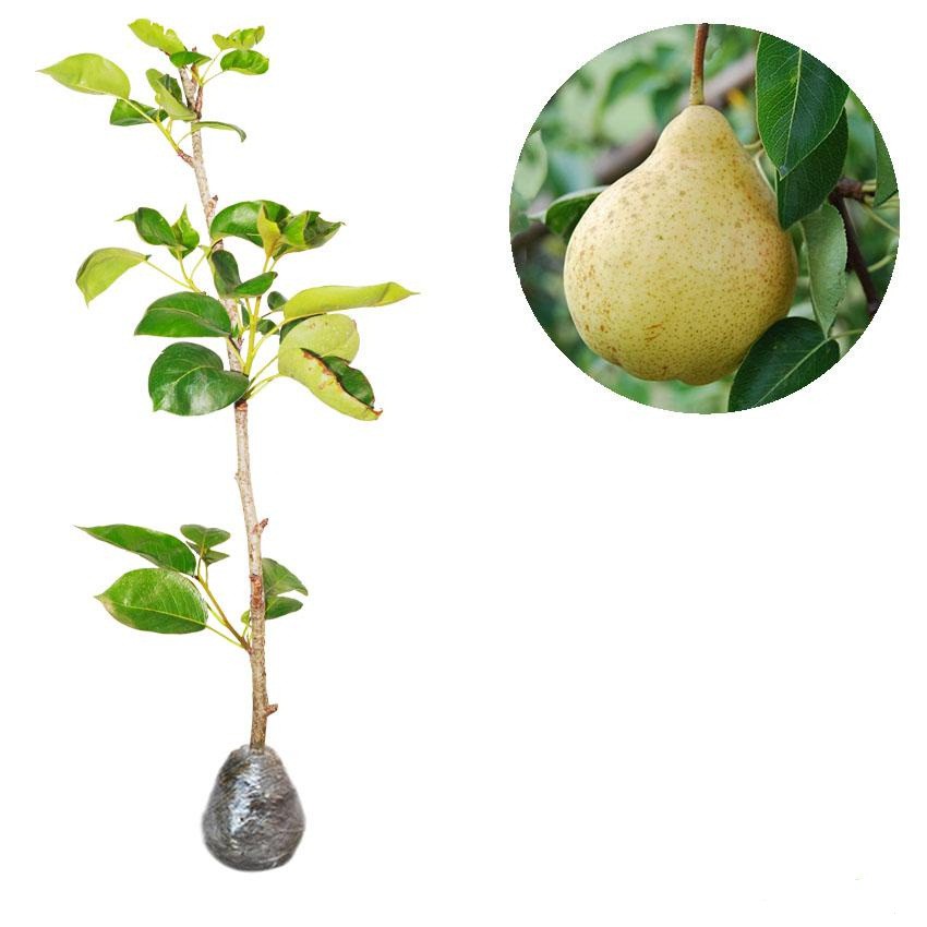 Tanaman Buah Pear kuning - bibit tanaman buah