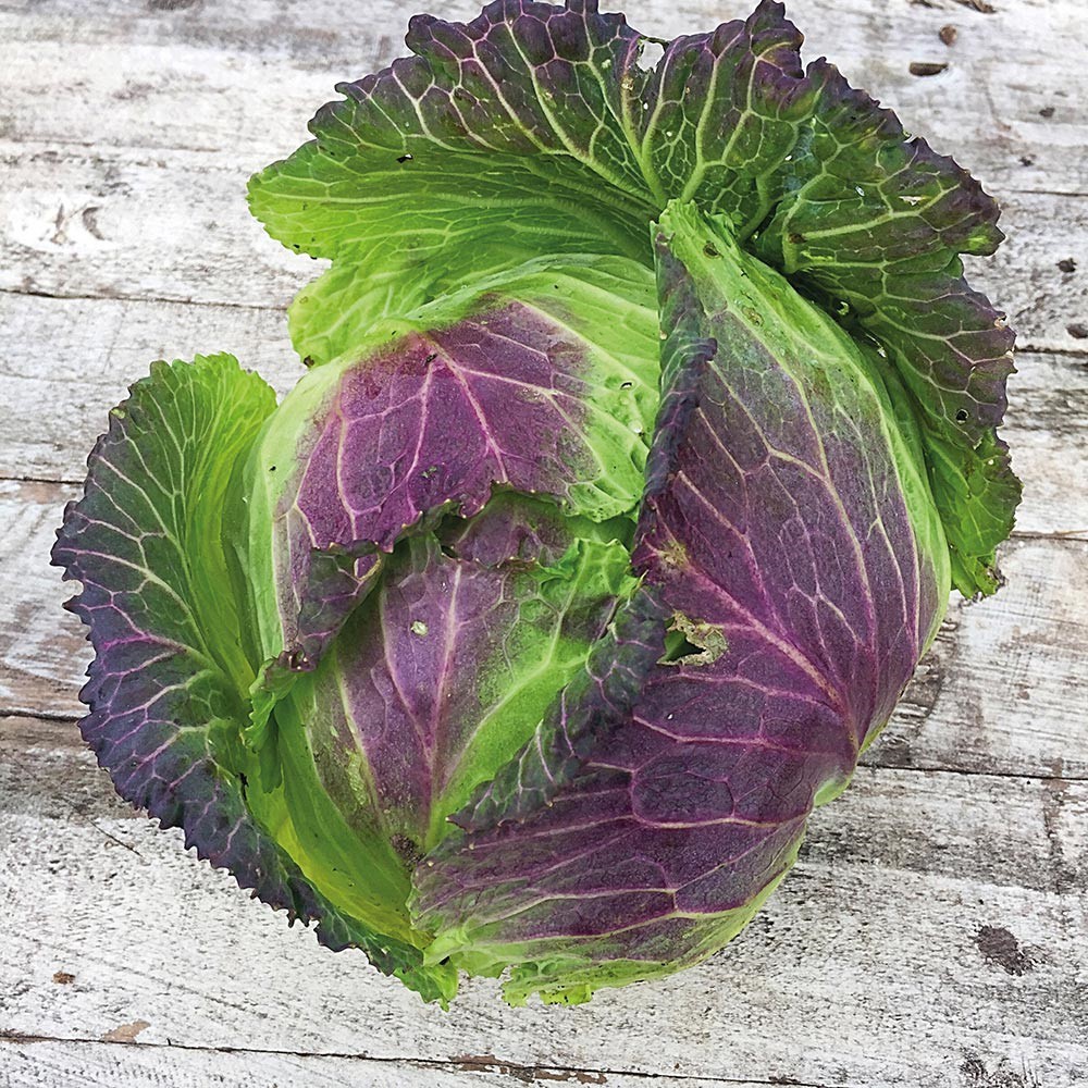 Benih Bibit Biji - Cabbage (Savoy) January King 3 Kubis Pelangi Rainbow Seeds - IMPORT