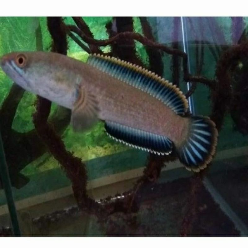 ikan chana limbata ukuran 4cm
