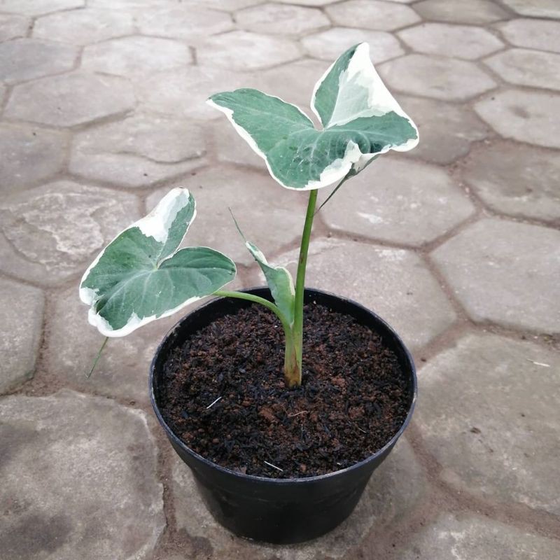tanaman hias keladi tikus/keladi varigata