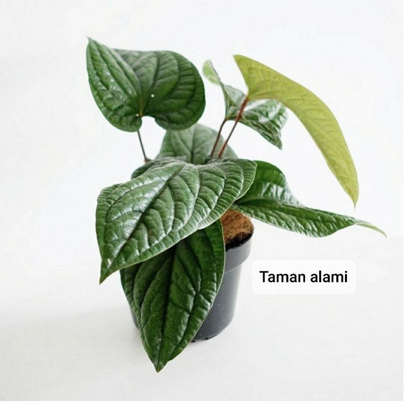 anthurium sirih - bibit anthurium sirih