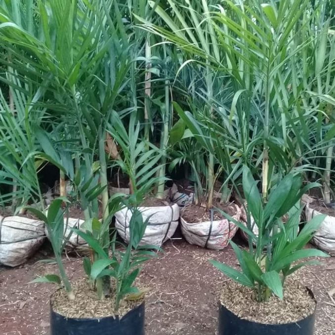 Pohon palem // Pohon palem kamedoria