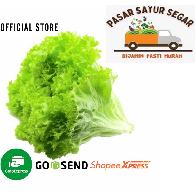 

SELADA KERITING Segar 500gr / Lettuce 500gr Fresh