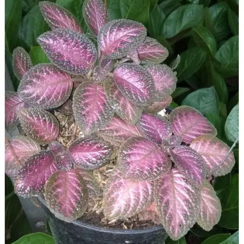 Tanaman hias gantung episcia ungu