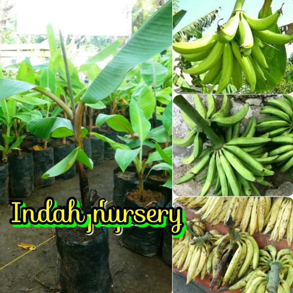 Asli Bibit Buah Pisang Tanduk Super Unggul Buah Besar Kw+