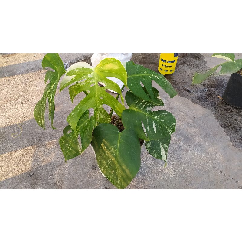 MURAH Monstera Borsigiana Marble Albo Variegata - syngonium philodendron alocasia