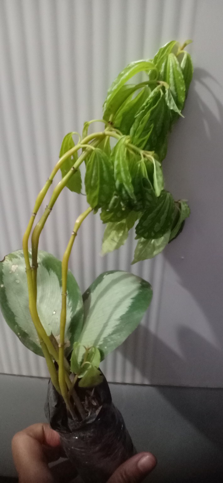 Tanaman Hias Pilea Mutiara - Piela Cardierei