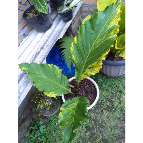 Gelombang cinta Variegata