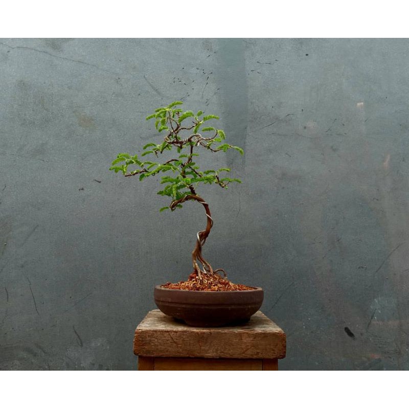 bibit asem jawa/tamarindus indica/bahan bonsai asem jawa