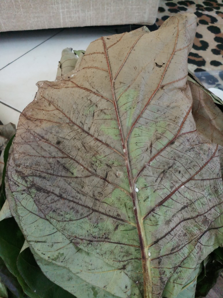 Daun Jati Segar 1kg