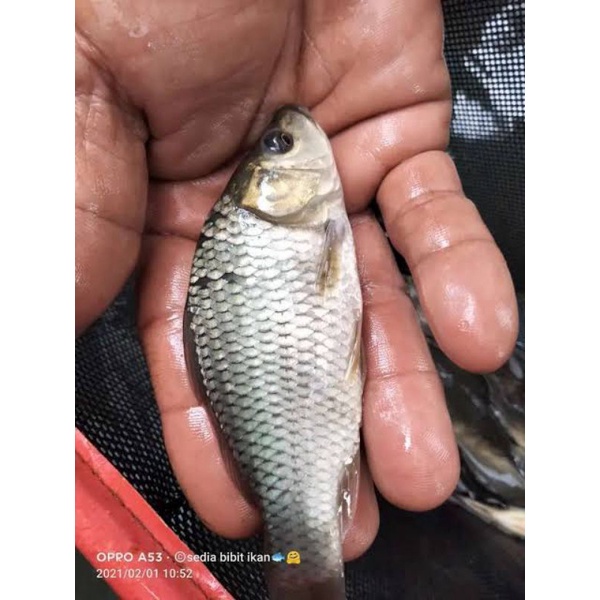 bibit ikan mas hitam ukuran 3jari