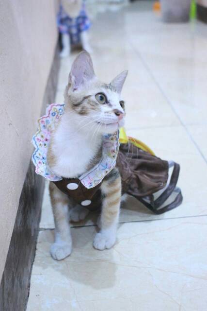 Dress satin coklat lucu untuk kucing dan anjing size S M L XL