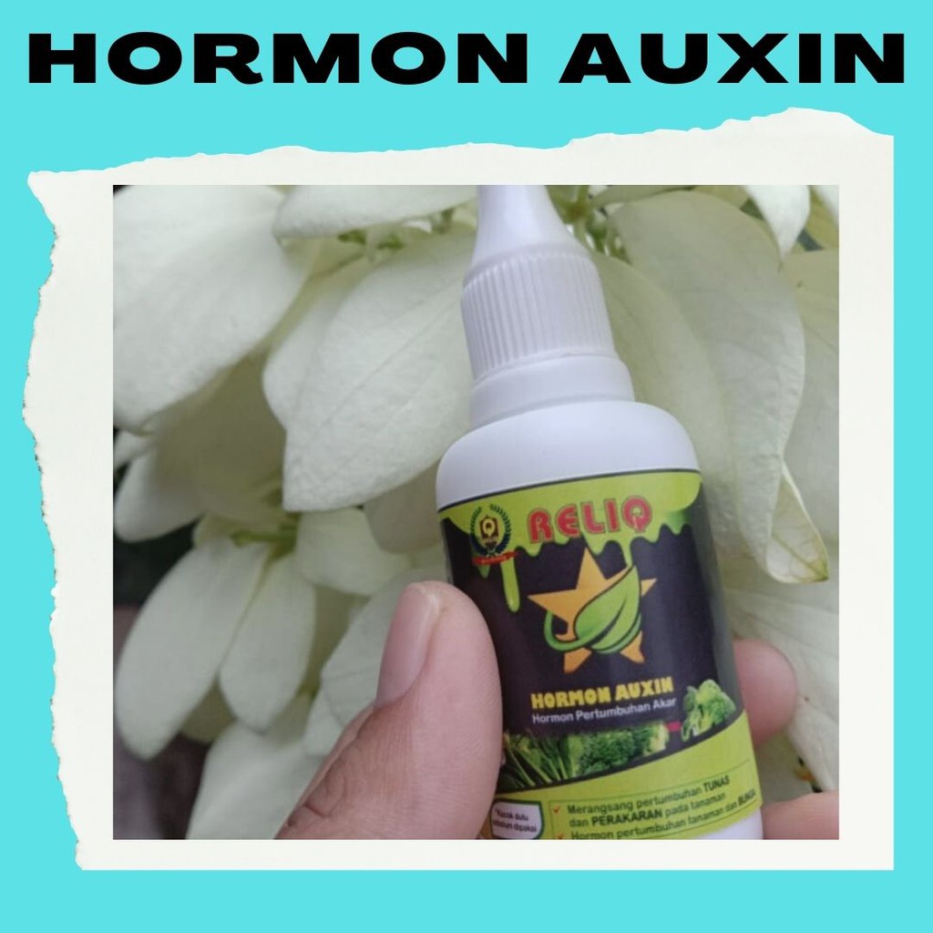 Hormon Auxin Auksin Untuk Pertumbuhan Akar Tanaman, Reliq Hormon Auksin Untuk Tanaman