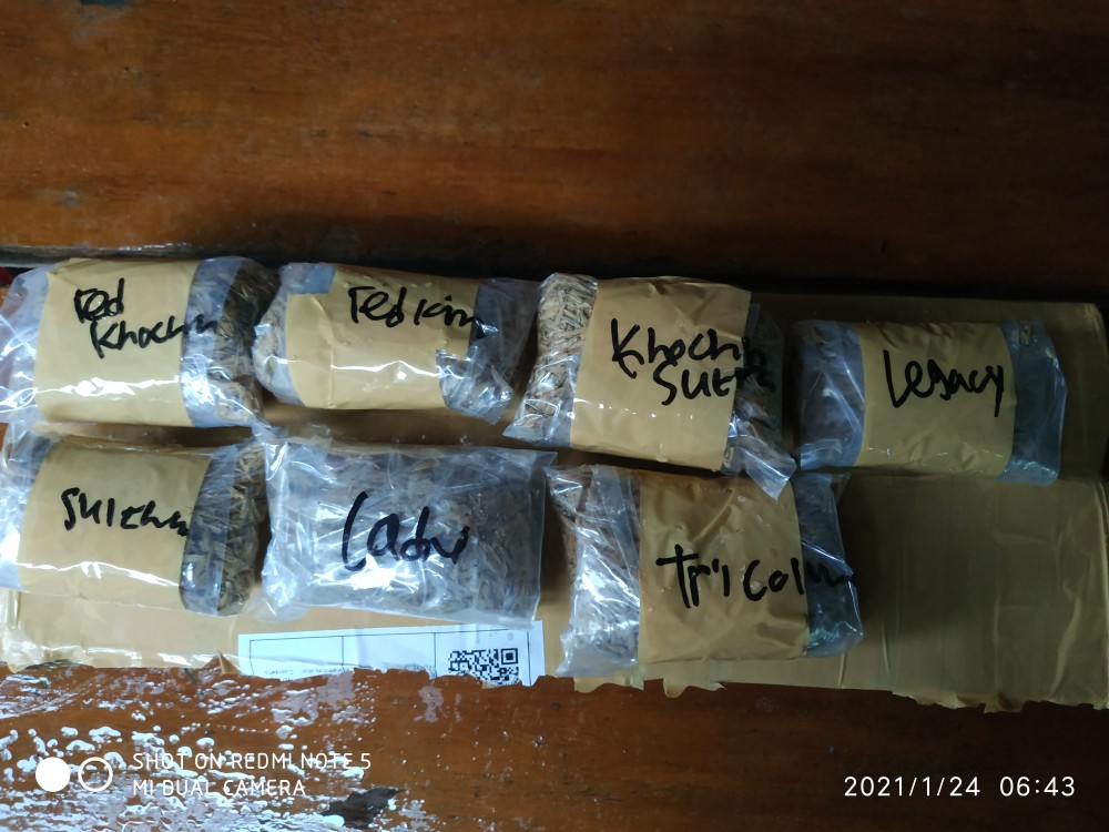 Ready Bonggol Aglonema Red Khocin