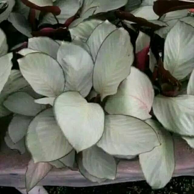 Tanaman Hias Hidup Chalatea Silver Plat Bunga Hidup Calathea Indoor Outdoor Hiasan Taman Murah Cod Shopee Indonesia