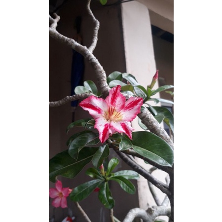 entres adenium harry potter singgle layer