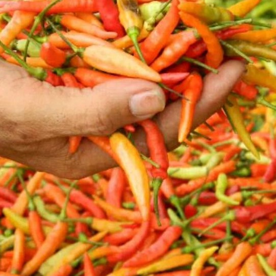 DIARY PETANI - Paket 200 Bibit Cabe Rawit Kaliber Siap Tanam