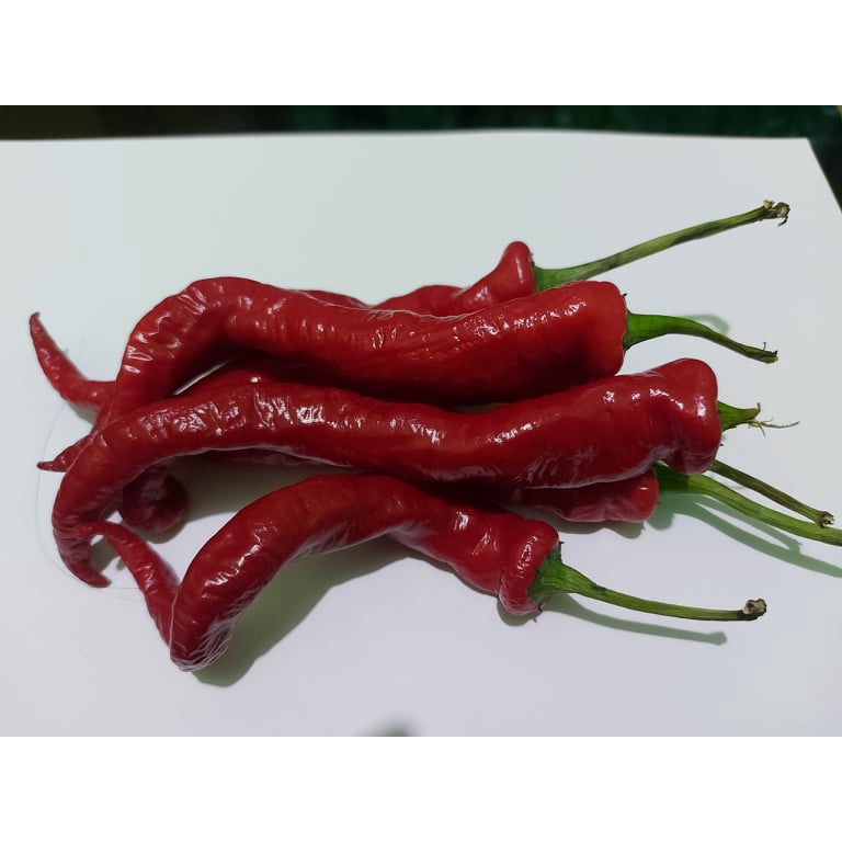 Benih Bibit Biji - Cabai Hangjiao Super Nova Cabe Merah Keriting Jumbo Panjang Pedas Pepper Seeds