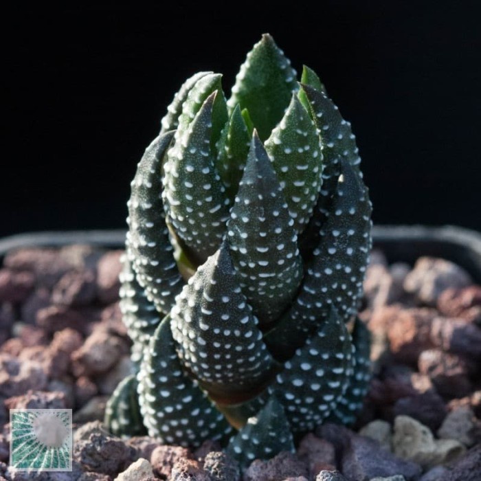 Haworthia coarctata tanaman hias lidah buaya sukulen kaktus indah