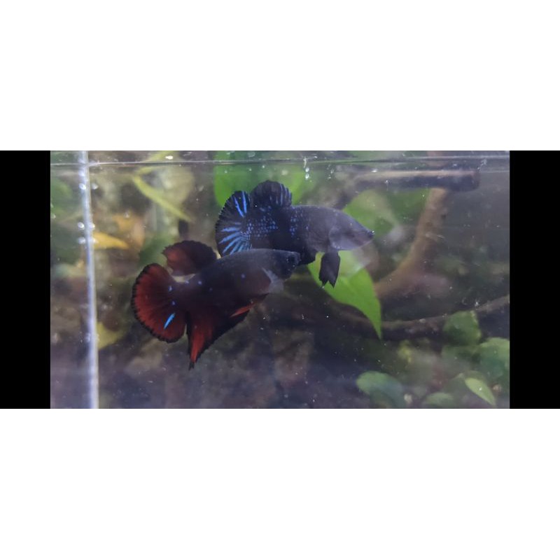 Cupang Avatar Vampire