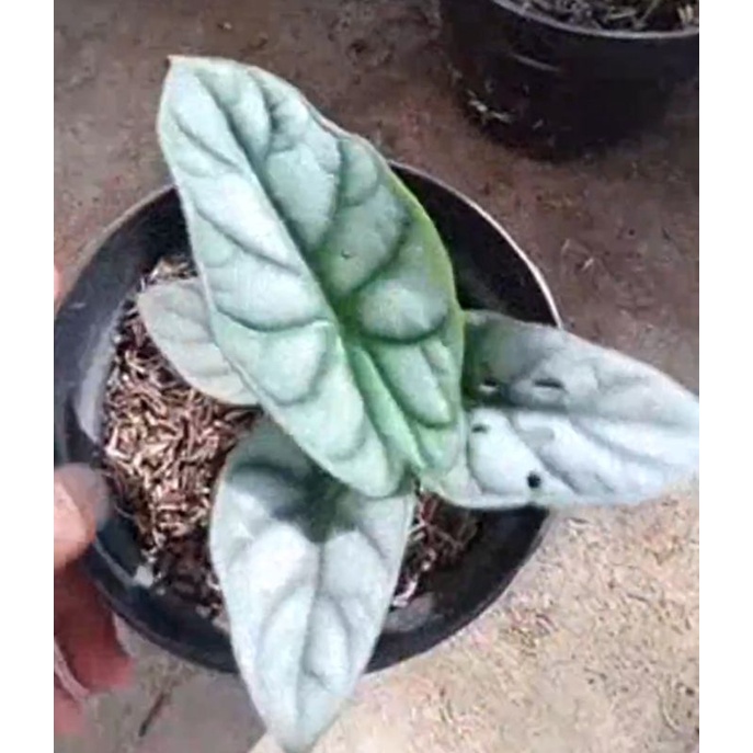 Keladi Tengkorak, Alokasia Dragon Silver