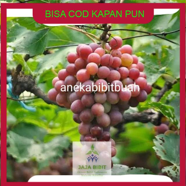 Bibit Tanaman Buah Anggur Merah berkwalitas dan murah
