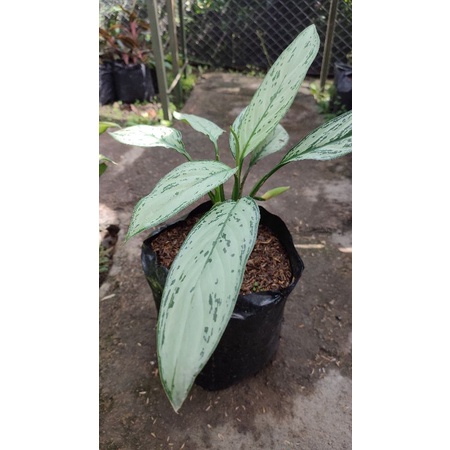 Tanaman Hias Dieffenbachia Silver / Diven / Sri Rejeki / Aglonema