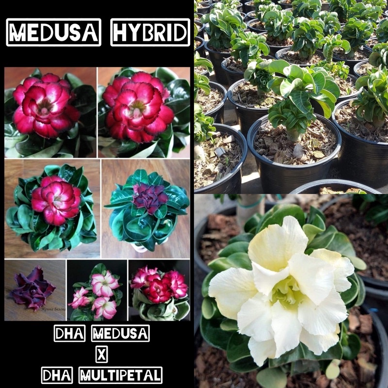10 Seed Biji Adenium MEDUSA HYBRID DHA Import Thailand