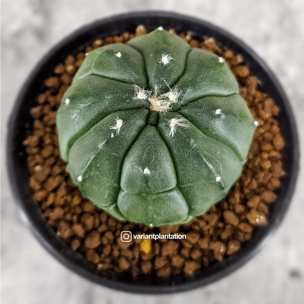 Astrophytum Cv kikko Lizard skin seedling dari biji pot 5cm RARE