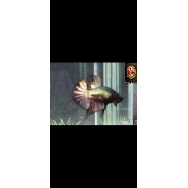 cupang jantan hmpk black kuper gold bahan kontes