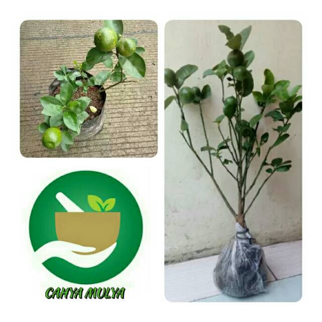 Bibit pohon tanaman jeruk kintan sudah berbuah- buah unik jeruk kintan berbuah dalam pot