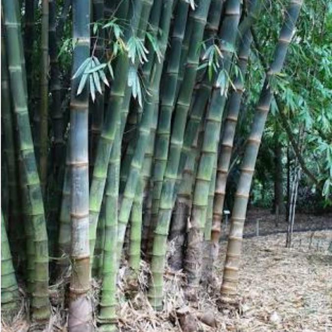 Jual 20 Bibit Pohon Bambu Petung Siap Tanam Asli