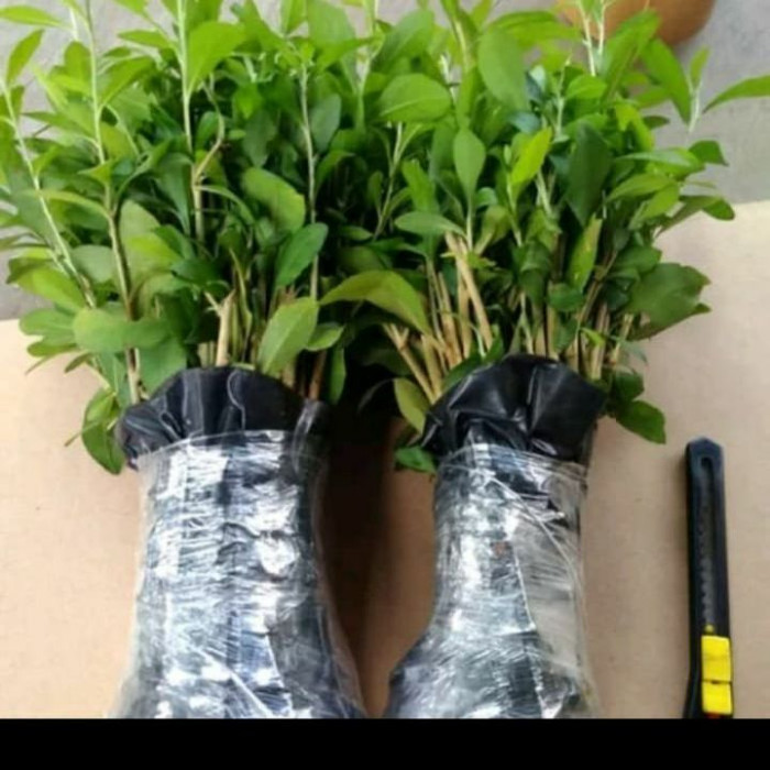 paket 20 batang tanaman hias Lee Kwan yu - tanaman hias menjuntai
